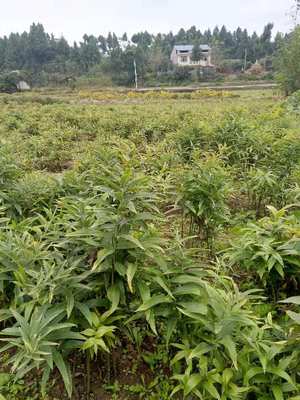 江蘇省淮安市征地賠償與白芨種植藥材價值分析