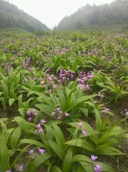 貴州華科金農御貴草白芨種植 多元合作模式助力農戶致富