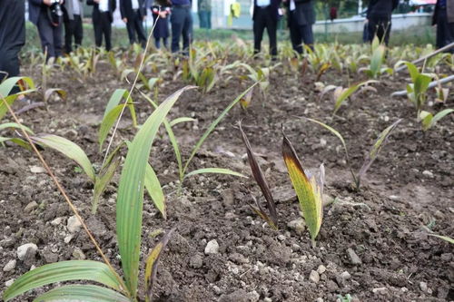 縣政協赴灣潭鎮調研精準扶貧特色產業 白芨種植成效顯著