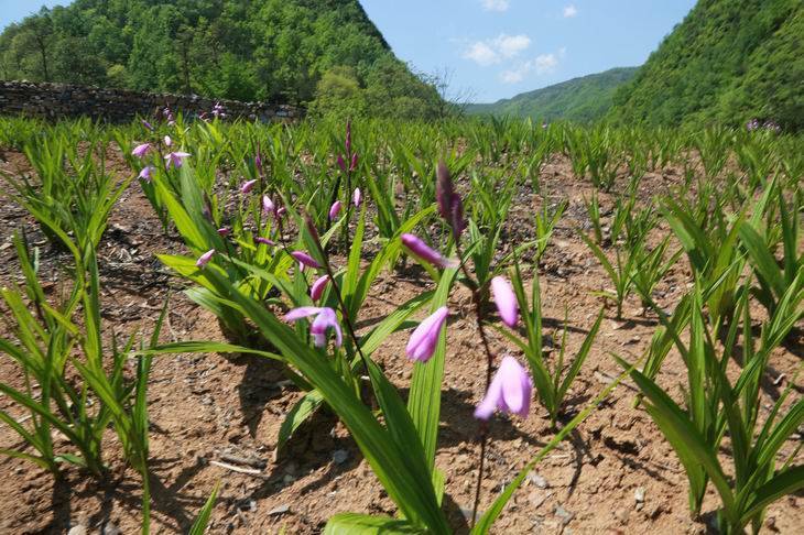 湖北百草堂白芨種植 深耕藥材產業鏈，共謀農業產業升級新篇章
