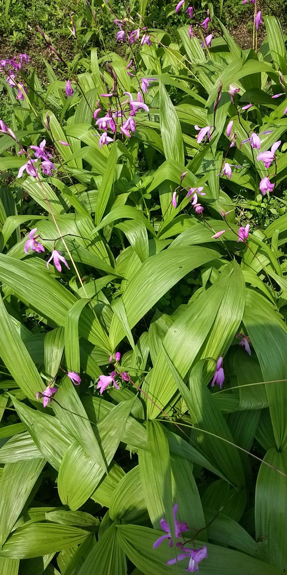白芨與重樓種植全攻略 從種苗選擇到產品展示