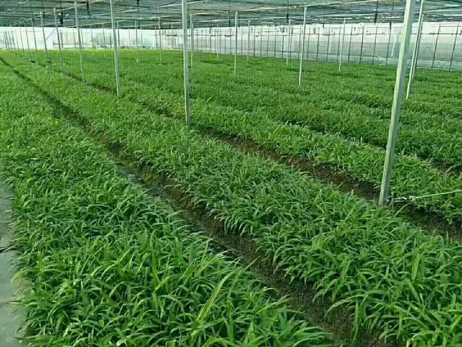 高端藥材白芨種植 從選地到收獲的完整指南