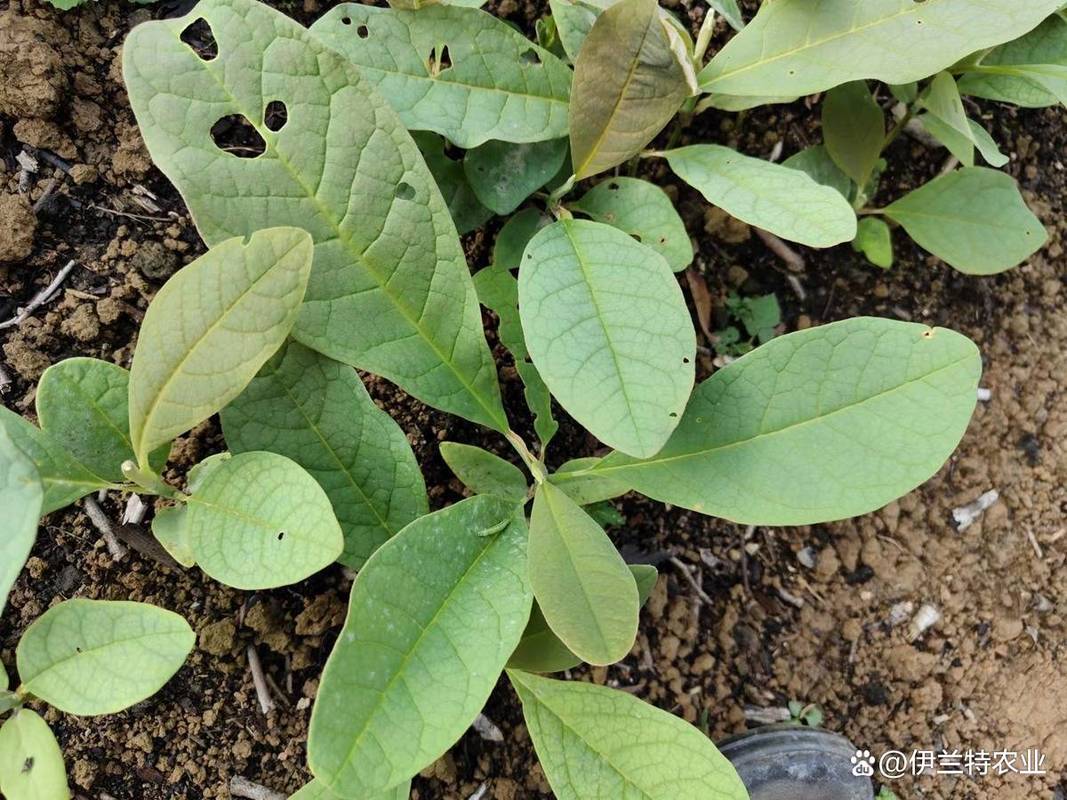 白芨種苗選購指南 科學選苗提升種植效益